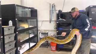 Lemonglow Male Reticulated Python - K.Heart - Pulling Big Male from Breeding Wealth