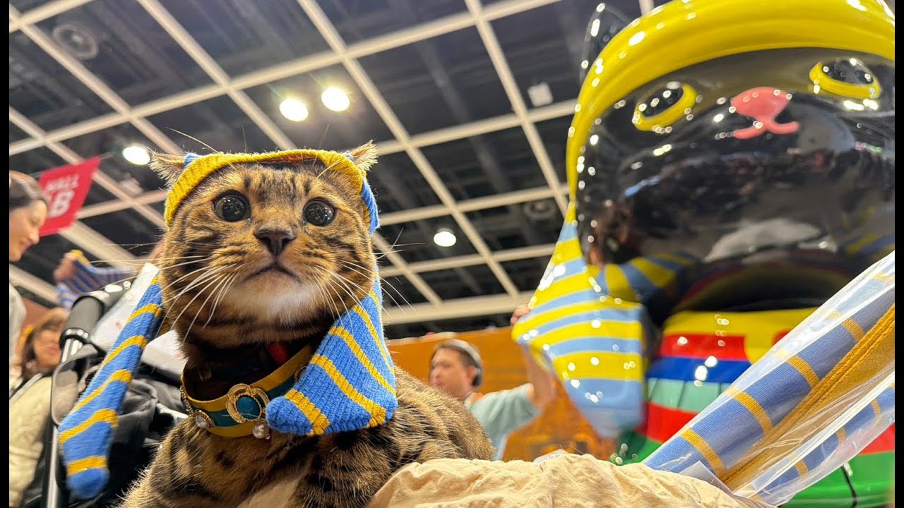 寵物博覽  LIVE  |   香港寵物節2026首日  螳螂活體展覽展出50種螳螂  展示2.5米法老貓巨型打卡裝置  |  灣仔會展  | SAMi LIVE HK