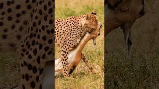 Cheetah With Antelope