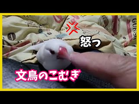 【  えっ？指をいきなり攻撃  】｢ 痛いでしょ！文鳥は怒りぽいの？ ｣