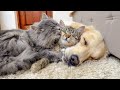 Two adorable cats love golden retriever cuteness overload