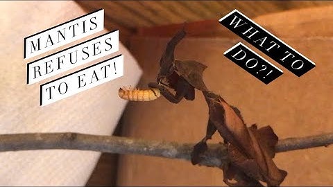 How to get your mantis to eat (hand feeding mantis)