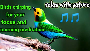 1 minute of Birds chirping for your morning yoga | meditation | focus | relaxation | mental calm.