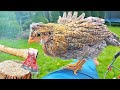 LAST VIDEO WITH RAMBO THE CHICKEN...