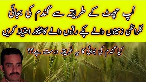 Ideal wheat sowing method for salts affected soils | Gup chhatt: a seed sowing method in saline soil