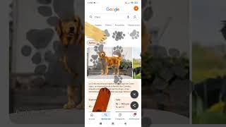 Famous Dog easter egg Google Wealth