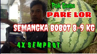 PUPUK PATEN || Semangka Pak Giyono Pare Lor Bobot 8 - 9 kg 4X aplikasi #pupukpatenjawatimur