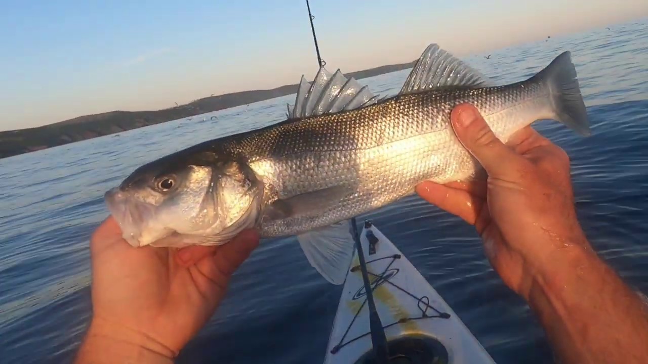 kyac bass fishing cornwall - youtube