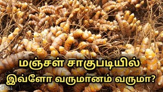 Manjal cultivation in Tamil || turmeric cultivation in Tamil || Uzhavan Magan