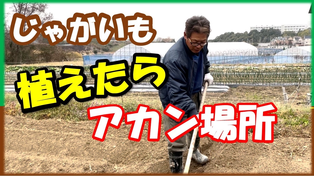 じゃがいも　その畑、植えてはいけない！