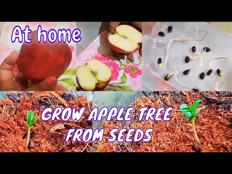 वीडियो: वसंत में एक सेब का पेड़ लगाना: साइबेरिया और उरल्स में एक अंकुर कैसे ठीक से लगाया जाए? खुले मैदान में बंद जड़ प्रणाली के साथ सेब का पेड़ कैसे लगाएं?