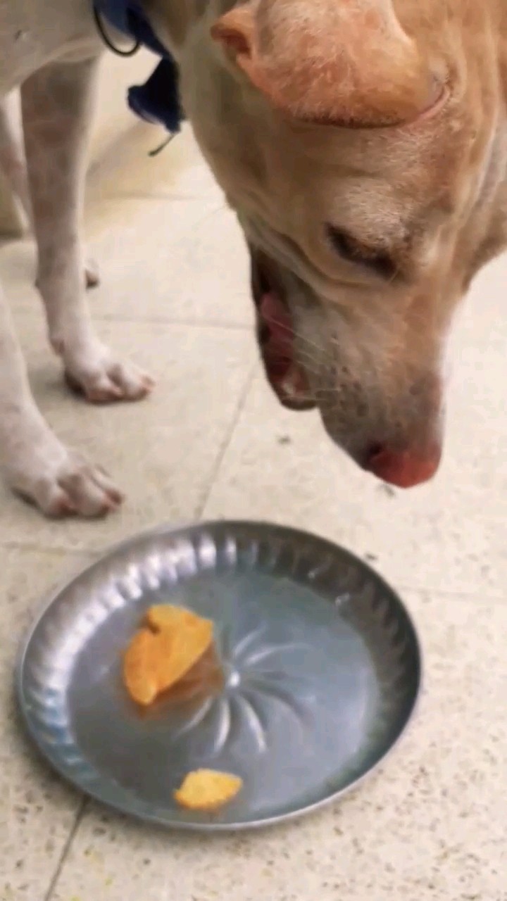 Is Dogs Eat Lays dog doglover dogowner dogshorts doglife Is Dogs Eat Lays dog doglover dogowner dogshorts doglife