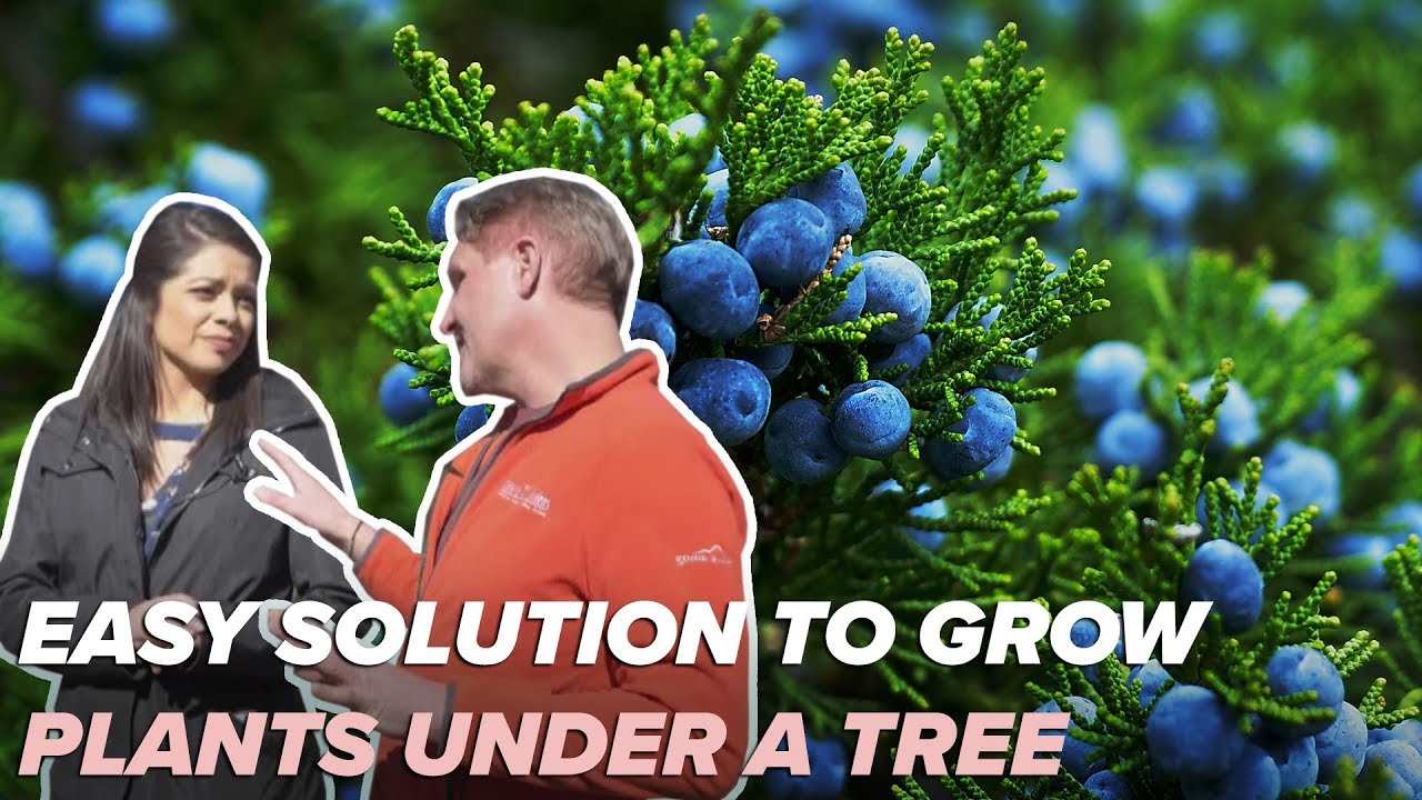 Easy solution to grow plants under a tree!