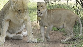 OMG! Lioness GIVES BIRTH in front of us!