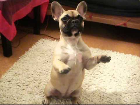 Trickkiste Franzosische Bulldogge Hailey 18 Wochen Alt Youtube