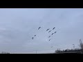 Canada Geese Landing on freezing Ice Water