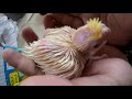 First Time Hand Feeding a Baby Cockatiel