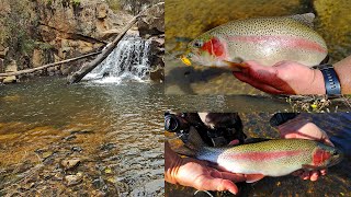 Biggest and best trout fishing adventure for years in spectacular gorge country