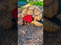 #turtle #tortoise #petlover #bobross #cosplay #love #art #sulcatatortoise #pets #cuteanimals #hat