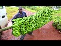 Everyone should watch this farmer&#39;s video. - Incredible Banana Harvesting - Make This GO VIRAL!!