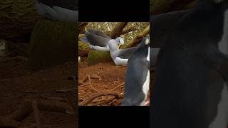 Where’s the wife? This albatross is getting really impatient. #animals #wildlife #shorts