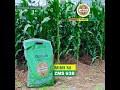 THE GAME CHANGER ZAMSEED 638 KOMBOZI WA MKULIMA WA MAHINDI THE GAME CHANGER ZAMSEED 638 KOMBOZI WA MKULIMA WA MAHINDI
