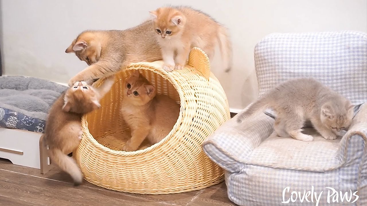 The hospitable kittens welcomed his cat siblings with all the toys and ...