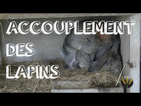 Vidéo: Quand Accoupler Les Lapins