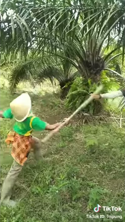 Lucu, angling darma vs tom bajil