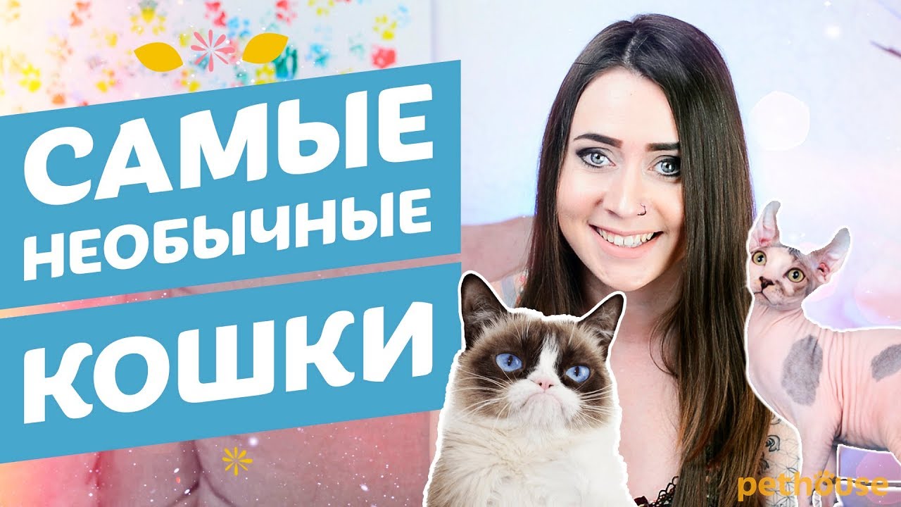 Топ-5 необычных пород кошек. Кошка-ОБОРОТЕНЬ существует?