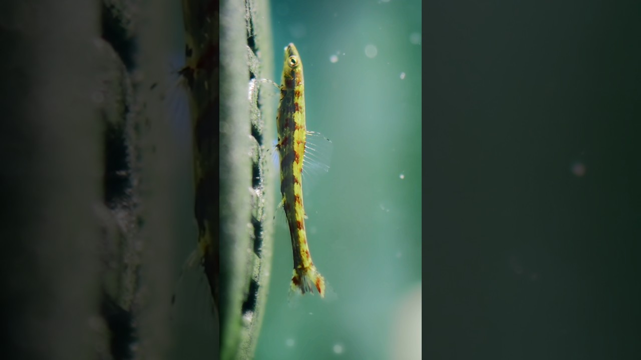 Ammocryptocharax elegans