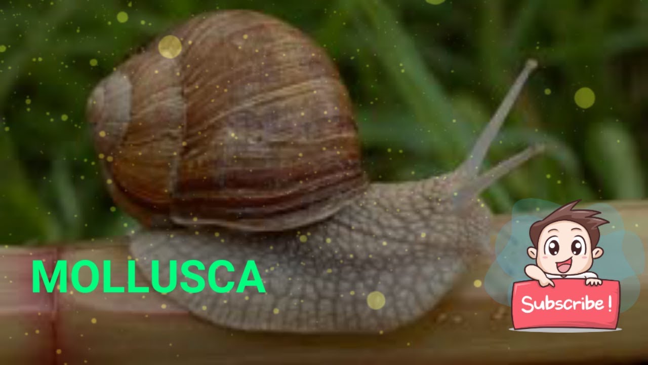 Lecture 13. Phylum : Mollusca# Animal kingdom# Neet #NCERT - YouTube