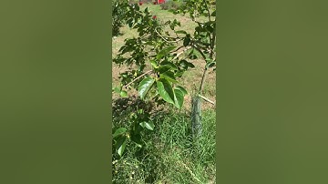 Unknown bugs on Hana Fuyu Persimmon