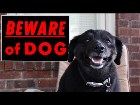 beware-of-dog