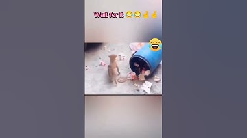 funny memes|funniest video on the internet|#funny #comedy#trending #viralvideo#youtube#youtubeshorts