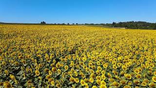 Sunflower Field - Free Stock Footage - 1080p HD