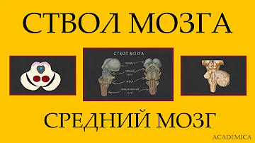 Ствол мозга.