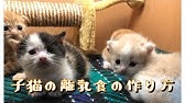 ねこ ネコ 猫 生後2か月 子猫の離乳食の作り方 Cat How To Make Baby Food For Kittens Youtube