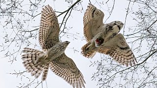 American Goshawk, Astur Atricapillus