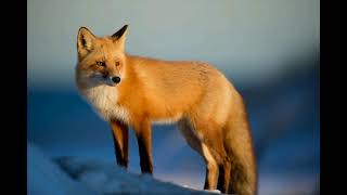 fox wallpaper(10images) screenshot 3