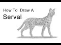 How to Draw a Serval