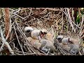 The Smallest Bird Tries To Bite her Brother | Mother Cleans The Nest