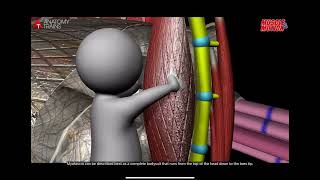 Myofascia - Active vs Inactive