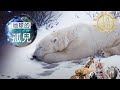 地球的孤兒~熊的國度，北極熊世紀末滅絕倒數 Orphans of the Earth/ The Extinction of Polar Bears【全集】｜白心儀