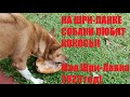 Моя Шри-Ланка 2023 Собаки любят кокосы. In Sri Lanka, dogs love coconuts. Hikkaduwa