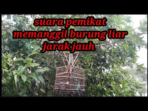 Suara pemikat cucak ranting memanggil burung liar jarak jauh