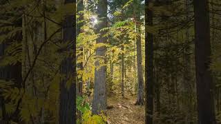 Спать! Быстро уснуть, расслабиться, релакс, отдых мозгам #shorts #autumn #relaxation #отключить
