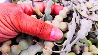 कमर दर्द हो या नपुंसकता, बबूल है सबसे शक्तिशाली औषधि 💪 Gum Arabic Tree, Health Channel Vishal Sathye