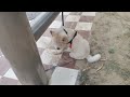 Dog training#🐕#video#share#viral#subscribe#contact#7988150626 