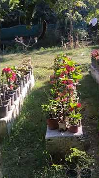 Imli# Tamarind# Tree.